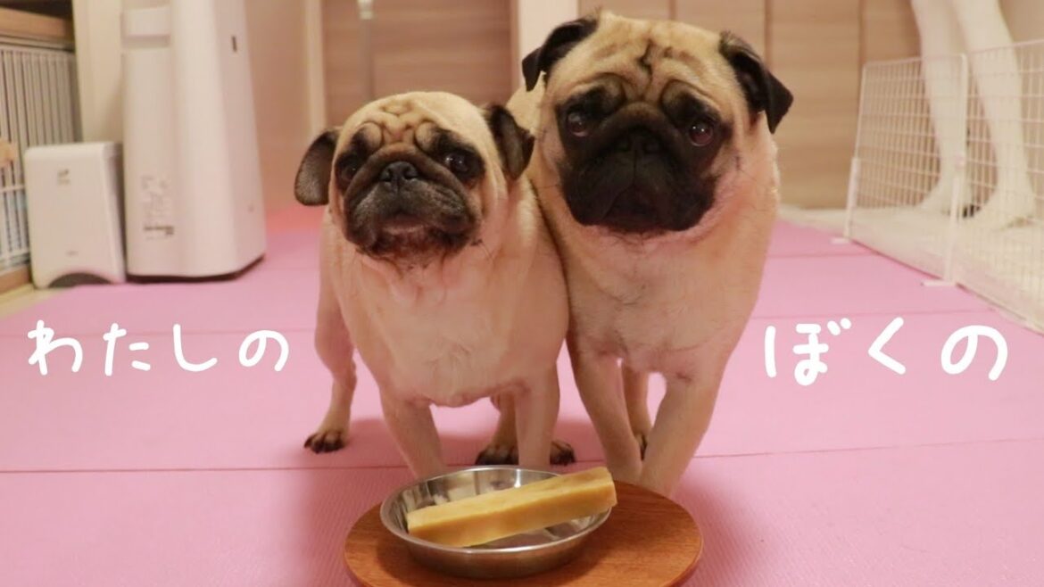 初めてチーズを食べた結果、奪い合いの鬼ごっこが勃発したパグ親子