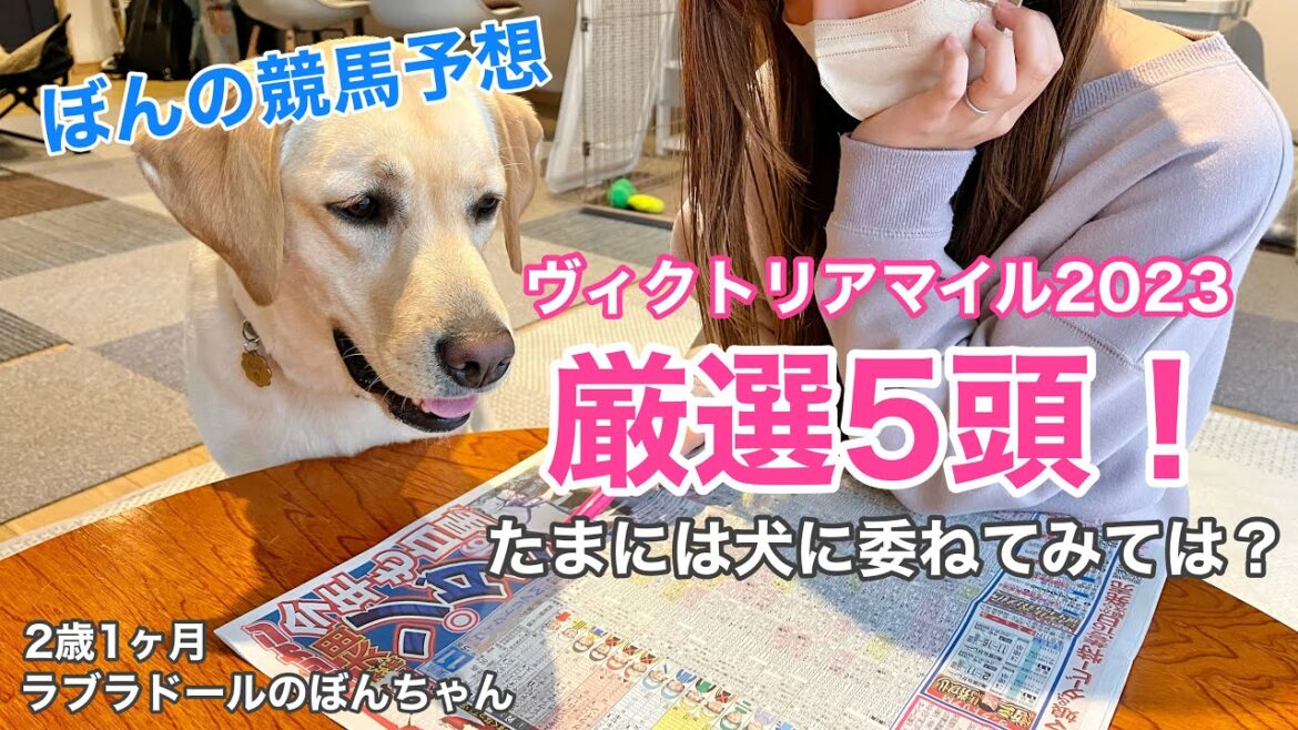 【競馬予想#99】ヴィクトリアマイル2023！〜たまには犬に予想を委ねてみては？〜★ラブラドールレトリバー　labrador retriever 大型犬