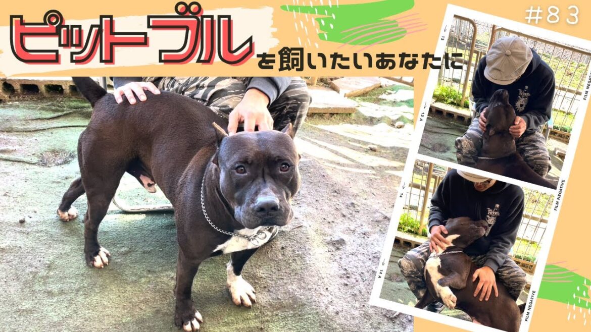 【ピットブル】飼いたいあなた。観てください。