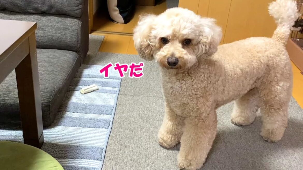 急に反抗的な態度になる大きいトイプードル【デカプー】【トイプードルのロアくん】【toy poodle】