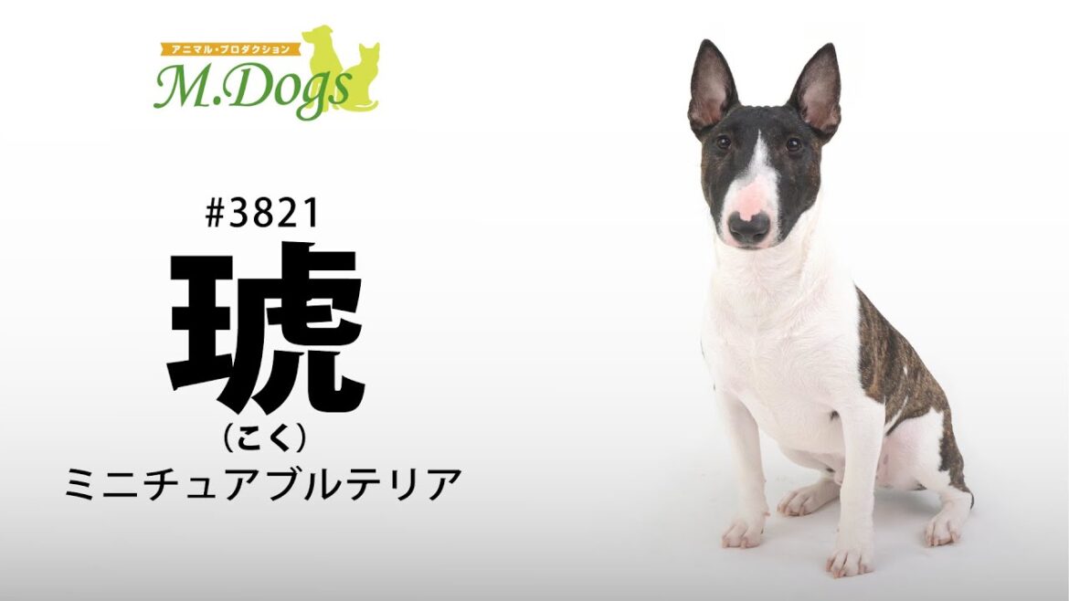 ペットモデル #3821 ミニチュアブルテリア「琥(こく)」