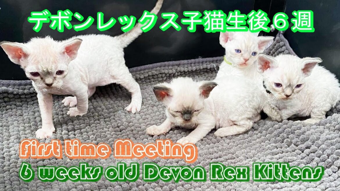 First time meeting with 6 weeks old Devon Rex kittens / デボンレックスの子猫に会いに行きました。