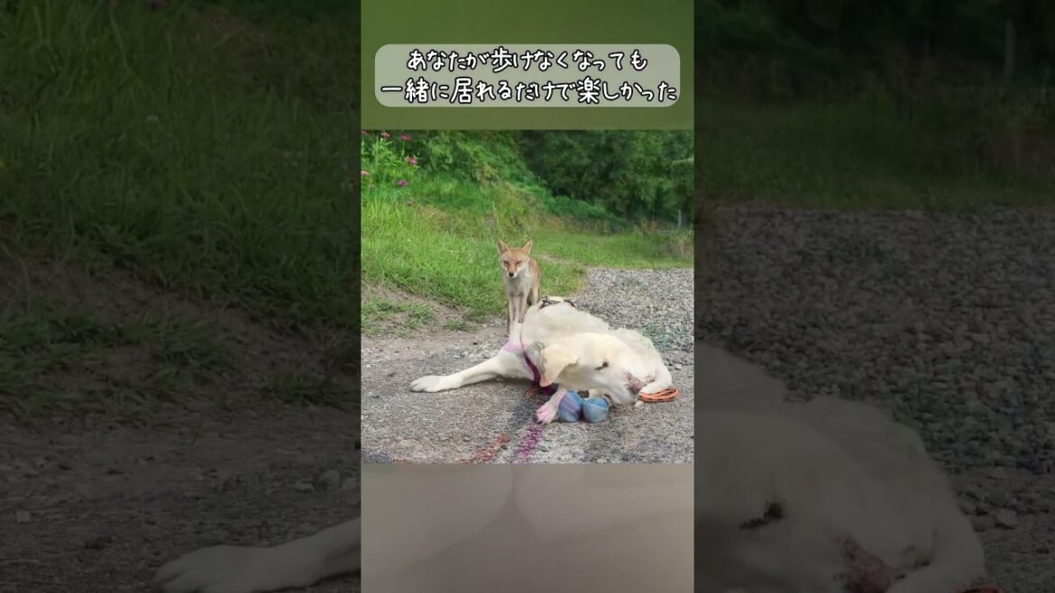 シニア犬とキツネの出会いの物語