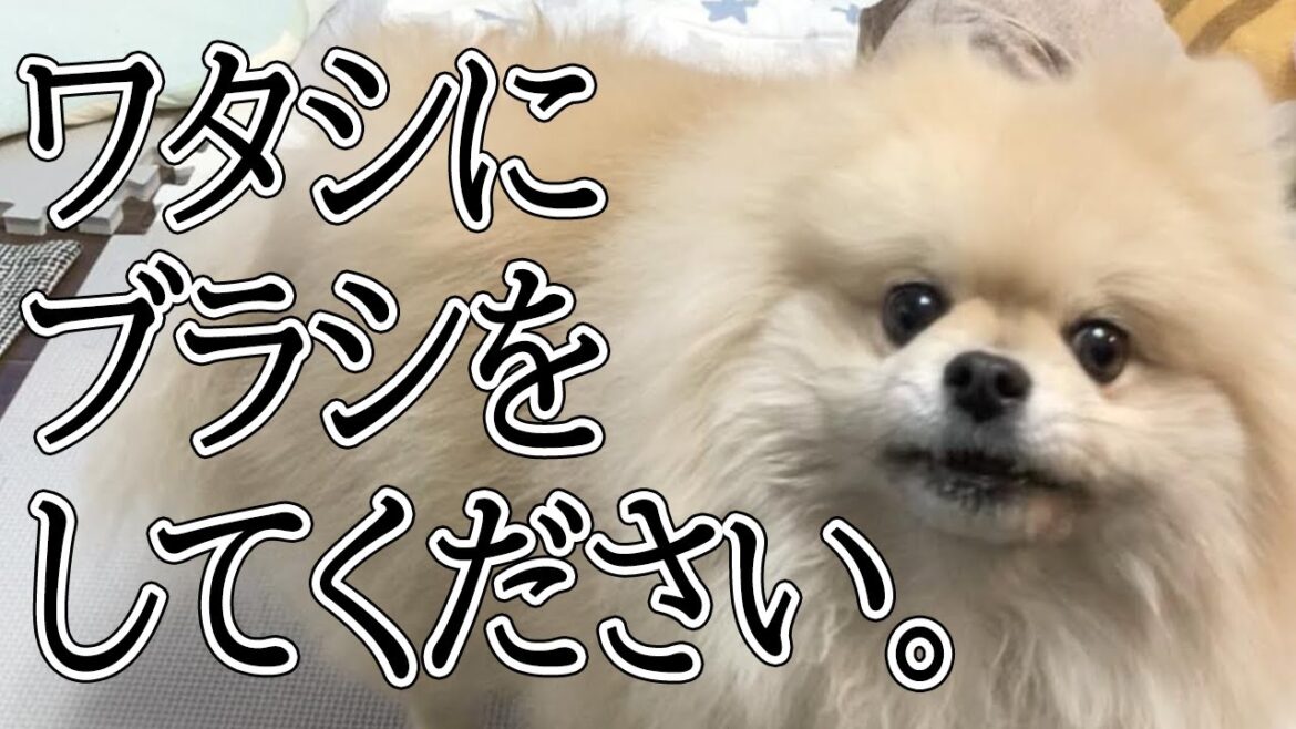 ワタシにブラシをしてください。【ポメラニアン犬・モチ】/Please give me a brush. [Pomeranian dog Mochi]