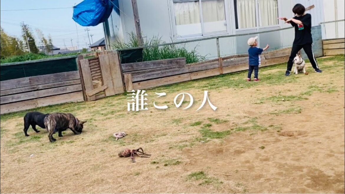 知らない人が勝手に犬達と子供と遊んでた