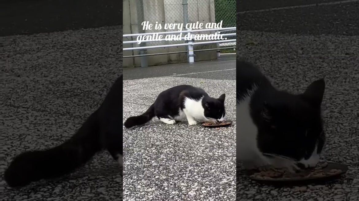 feeding cute street cat in kochi Shi,japan part-18 #日本 #猫 #地域猫 #ねこ動画 #かわいい猫 #shorts #streetcat #cat