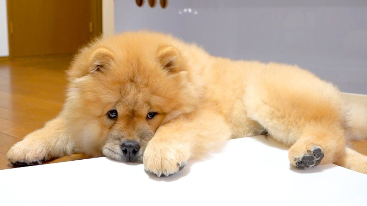 どんどん増える体重を受け入れられないチャウチャウ犬がかわいいw