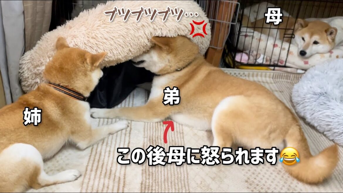 柴犬姉弟の口喧嘩中に母柴犬に怒られる弟柴犬が可愛いw