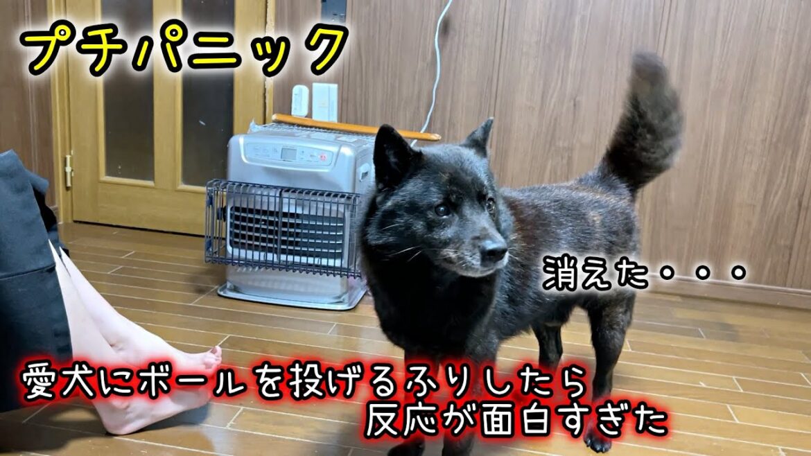 愛犬にボールを投げるふりしたら反応が面白すぎた