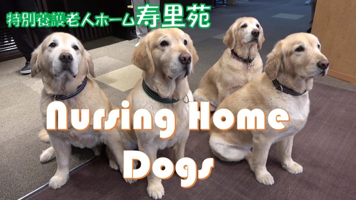 老人ホームに住むゴールデンレトリバーたちを紹介