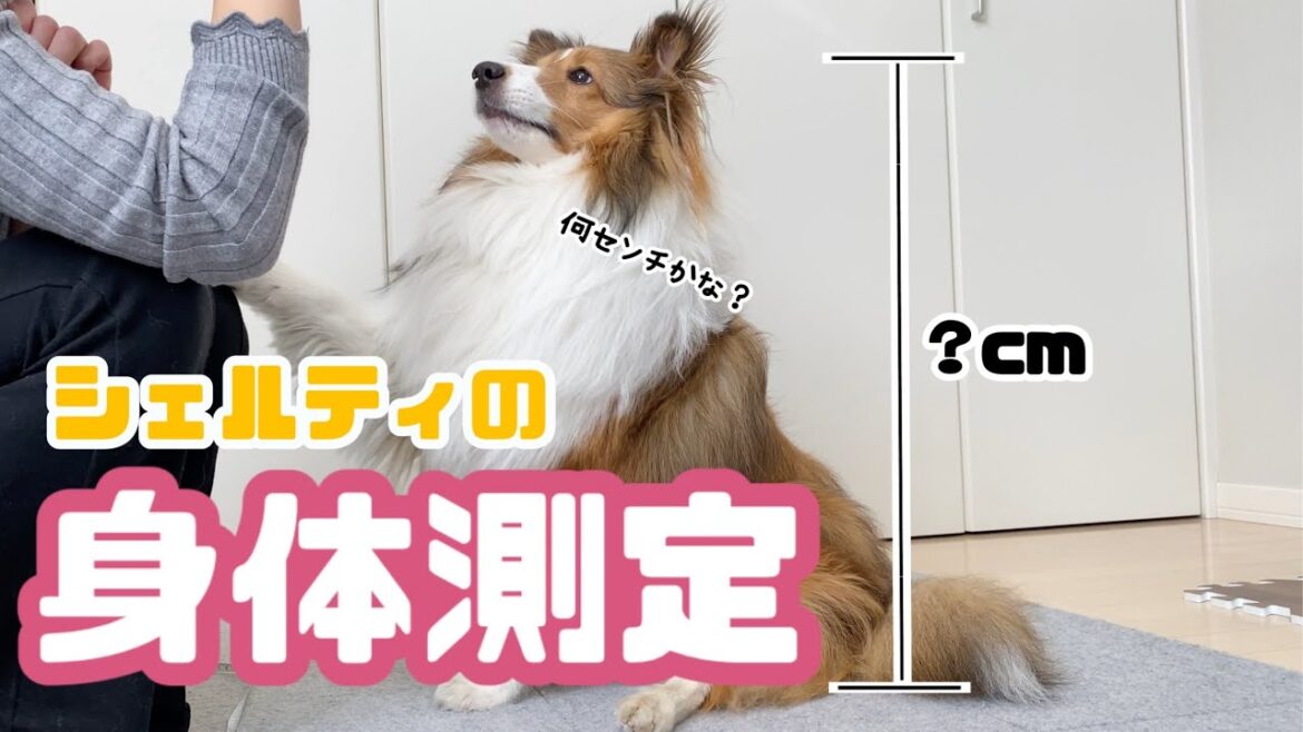 【身体測定】ライクはシェルティの中でも大きい方？それとも小さい方？【シェルティ】