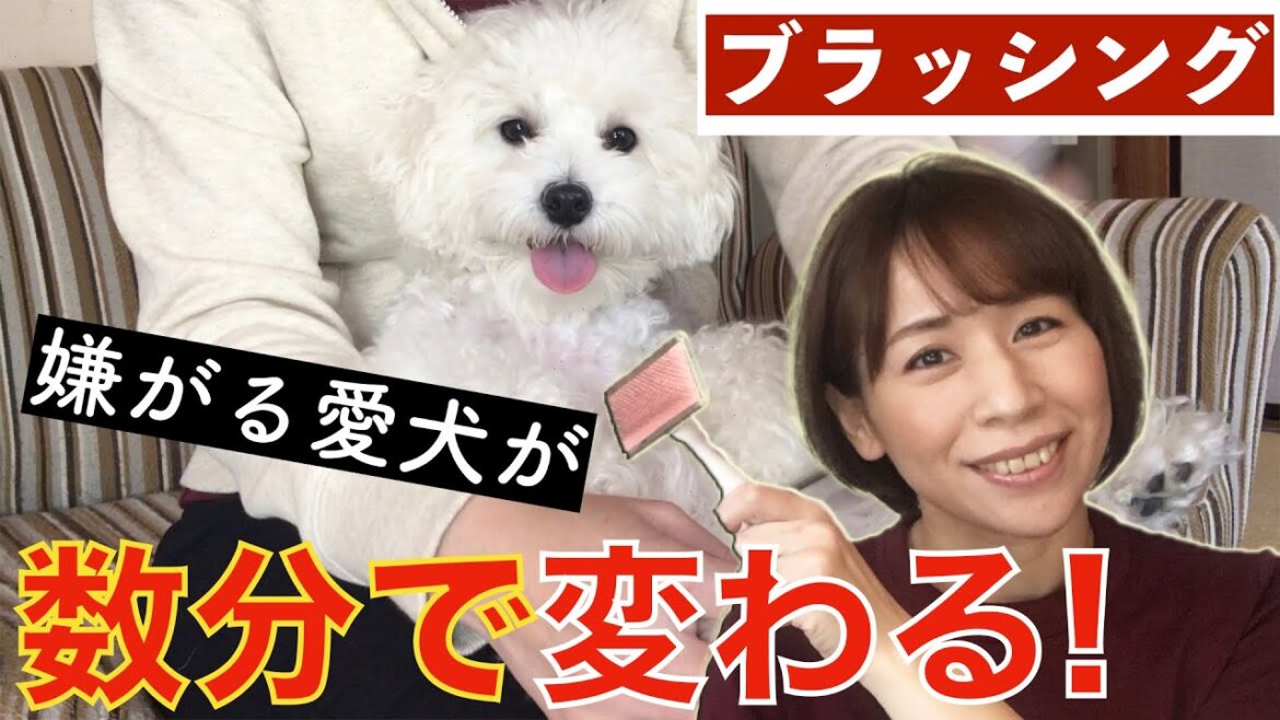 【激変】ブラッシングを嫌がる愛犬が、すぐにリラックスしてウトウトしてしまいました。 【激変】ブラッシングを嫌がる愛犬が、すぐにリラックスしてウトウトしてしまいました。