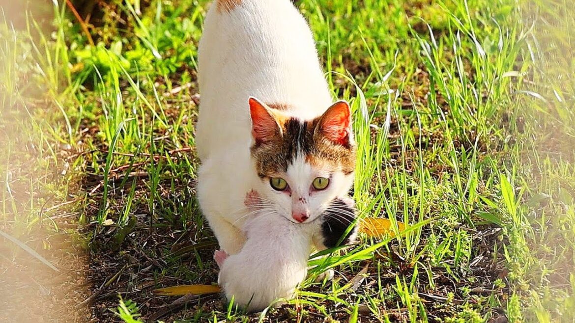 子猫を天敵から必死に守る母猫 日本の野良猫