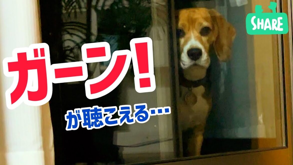ビーグル犬 『ガーン！』な音で訴える…
