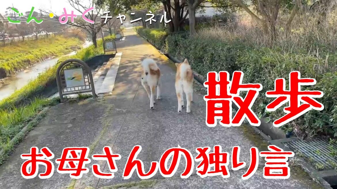 お母さんの独り言 【秋田犬を飼う前に・お散歩編】　秋田犬【ごん・みく チャンネル】