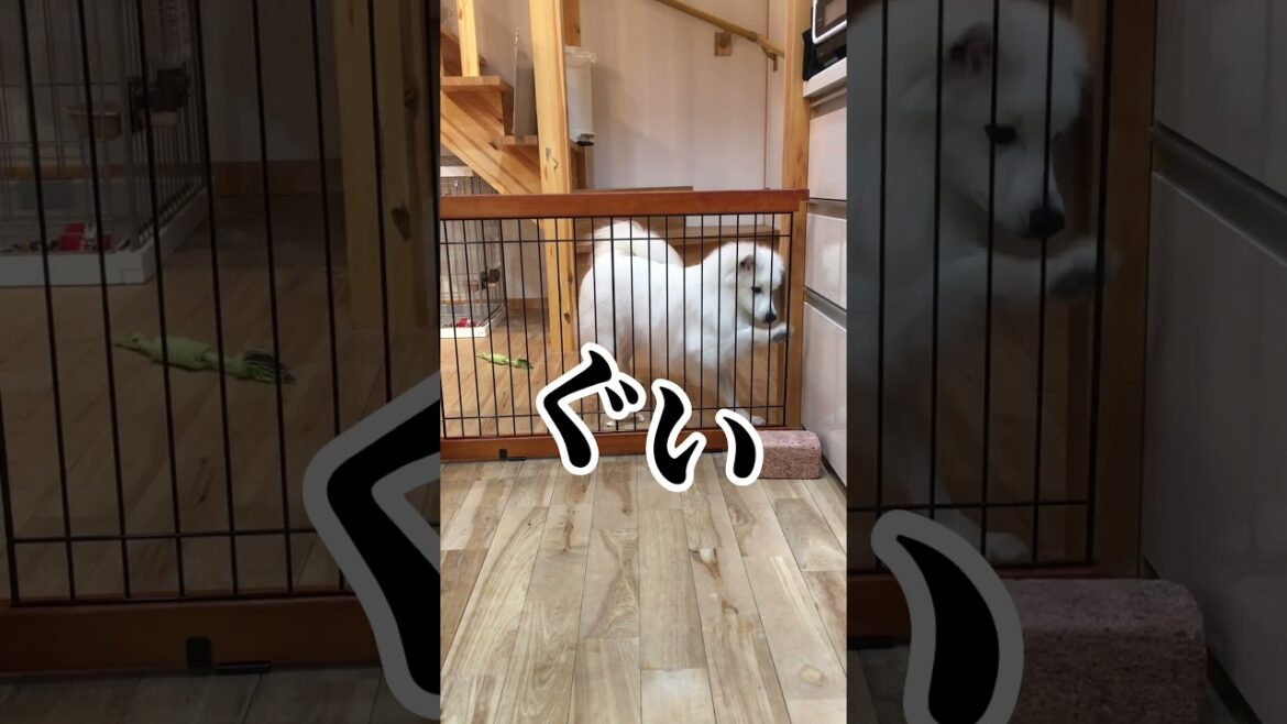 【実録】侵入犯がかわいすぎた#shorts #日本スピッツ　#japanesespitz #わんこ