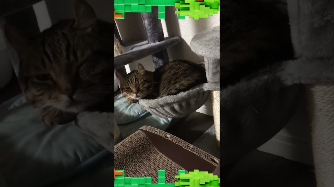 猫鍋