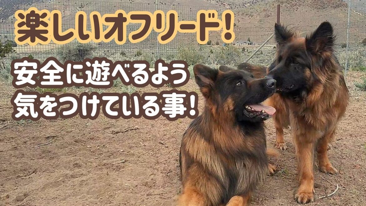 【ジャーマンシェパード】仲の良い犬同士でも、オフリードではしっかり監視してます！