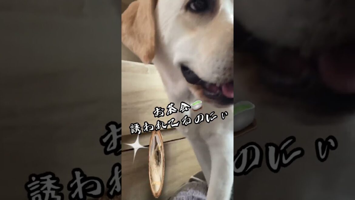 春服🌸どこ？【タンスの引き出しをおもちゃ箱にするラブラドールレトリバー 】ルーティンVlog 可愛いラブラドールレトリバー🦮ラム　#shorts