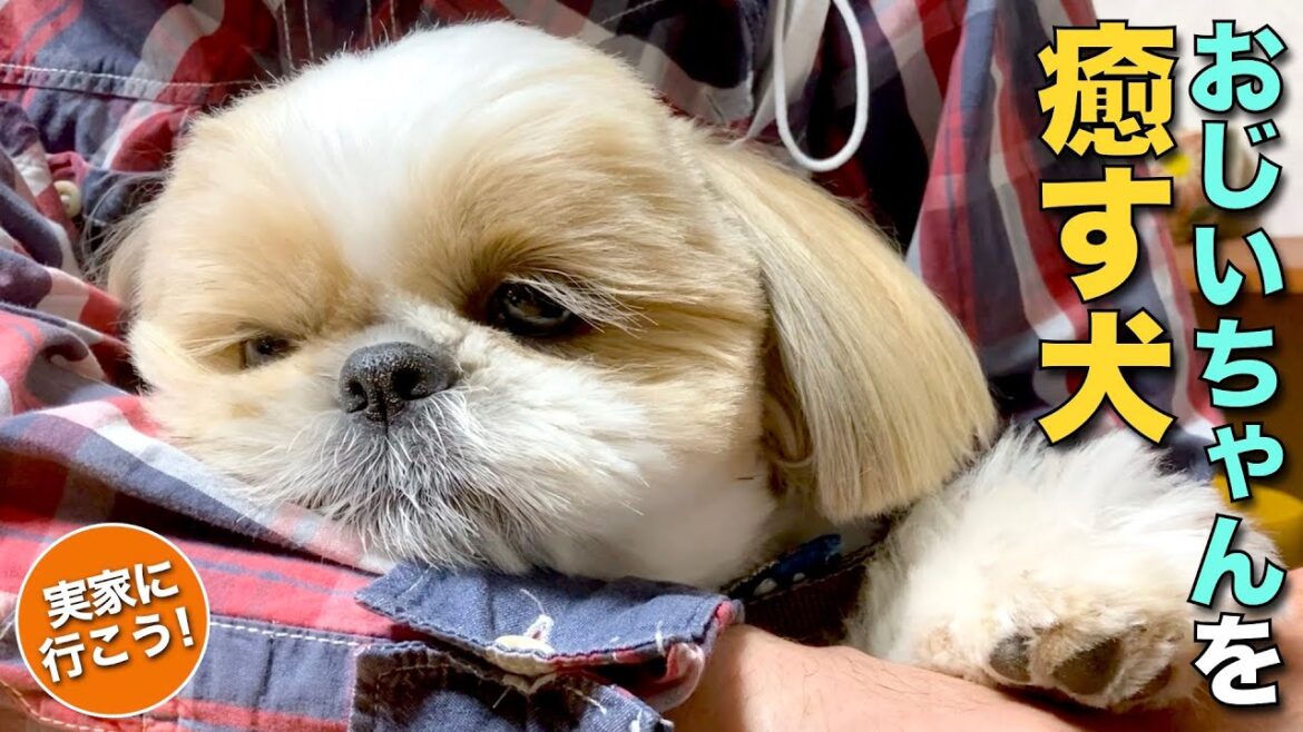 【シーズー】おじいちゃんを癒すシーズー犬！／まるちゃん家のGW②・実家へ行こう【252】