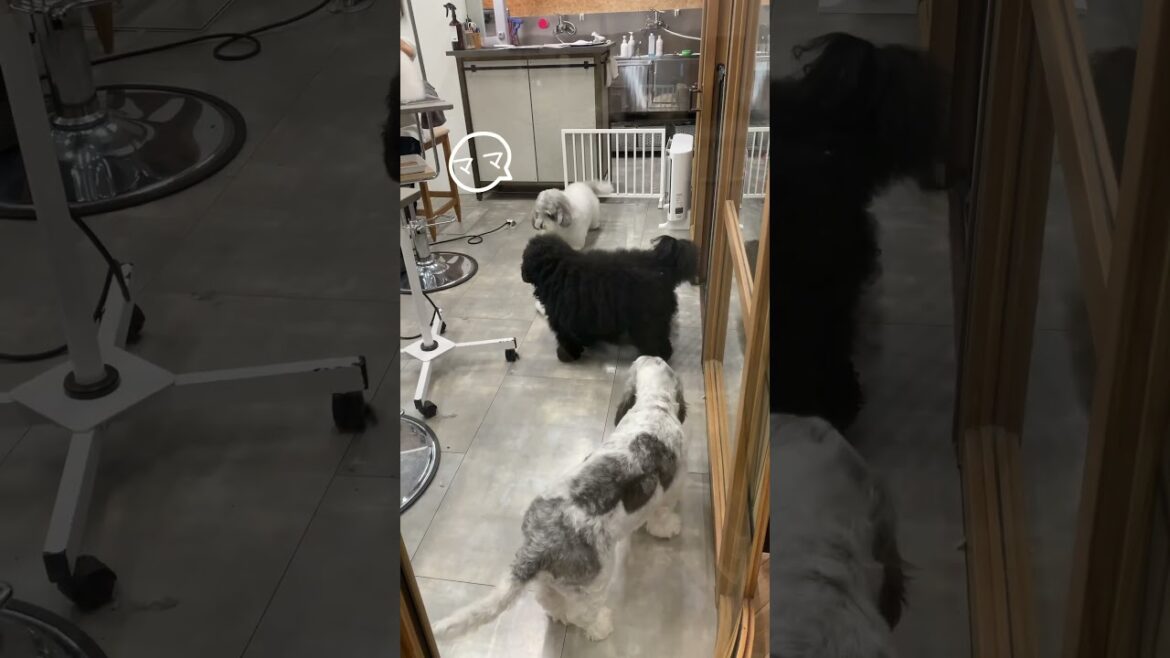 ざわつくわんこ達🐩トリミングサロンで飼い主に気が付かない愛犬ぽち😭