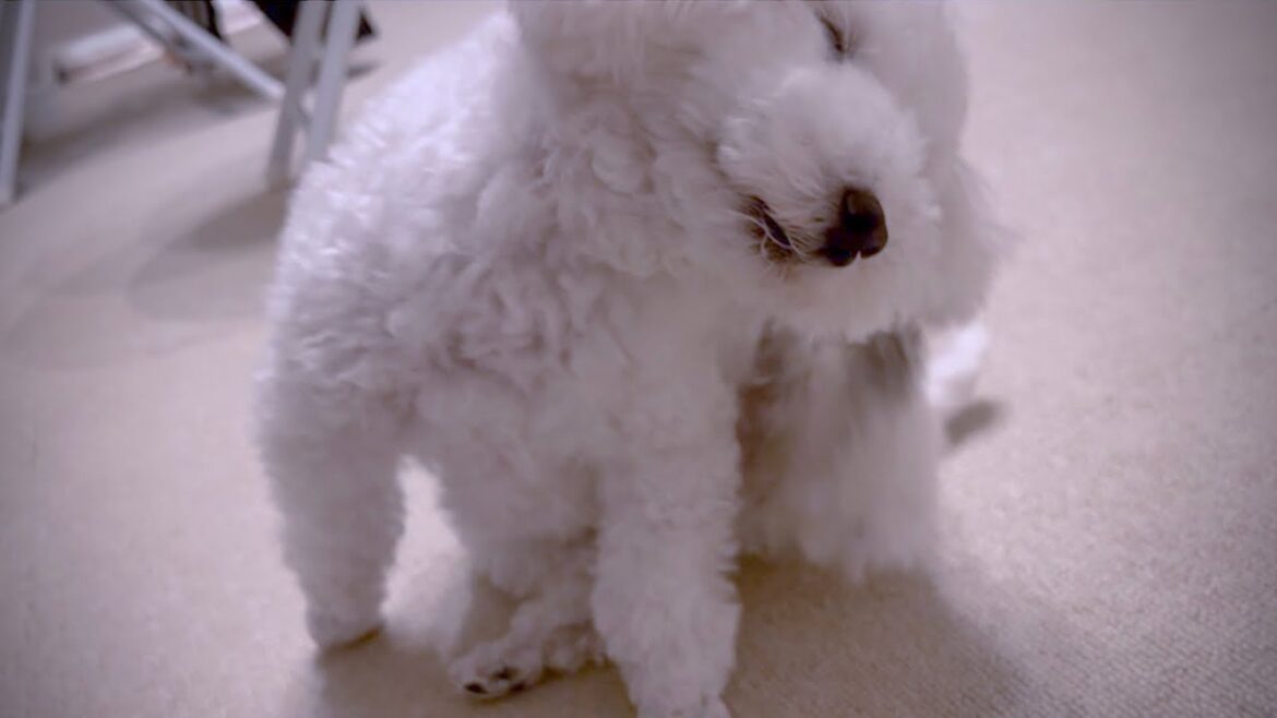 【急変】愛犬が首を振り続け耳を永遠に掻き続けるので即病院行き