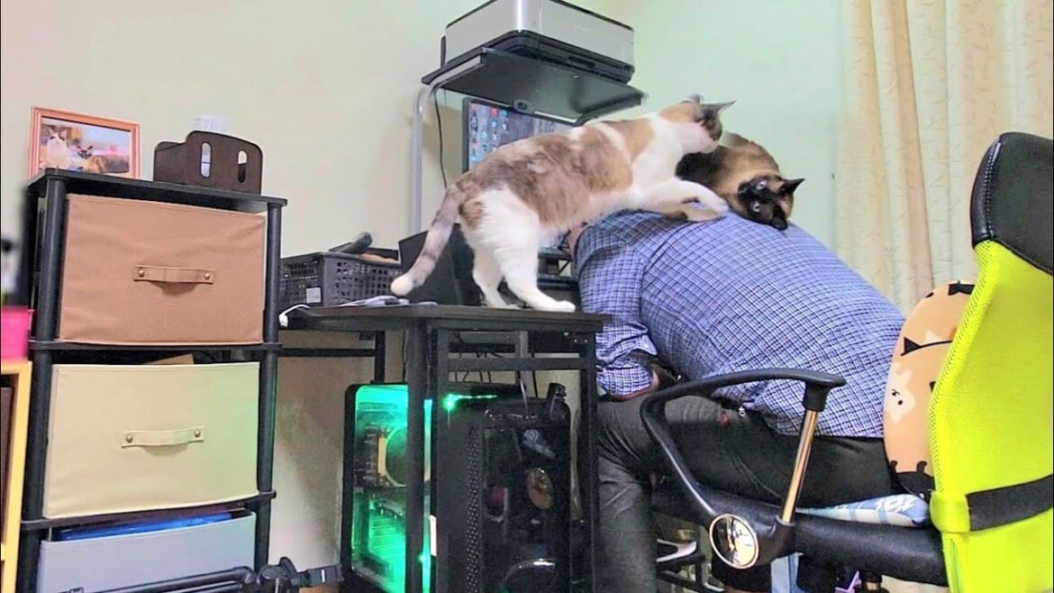 背中から30分以上離れないシャム猫の元へペポ猫が来た結果🥰