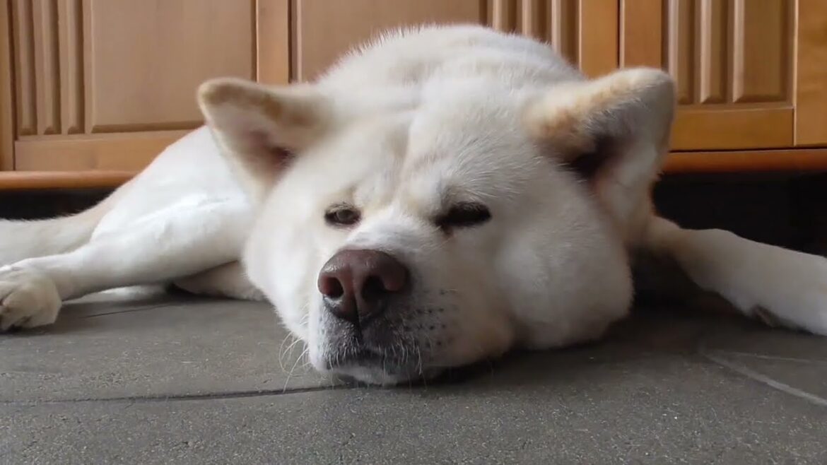 【秋田犬ゆうき】暑い時期のお散歩は帰宅後のお水の他に体を冷やす作業が必須です【akita dog】