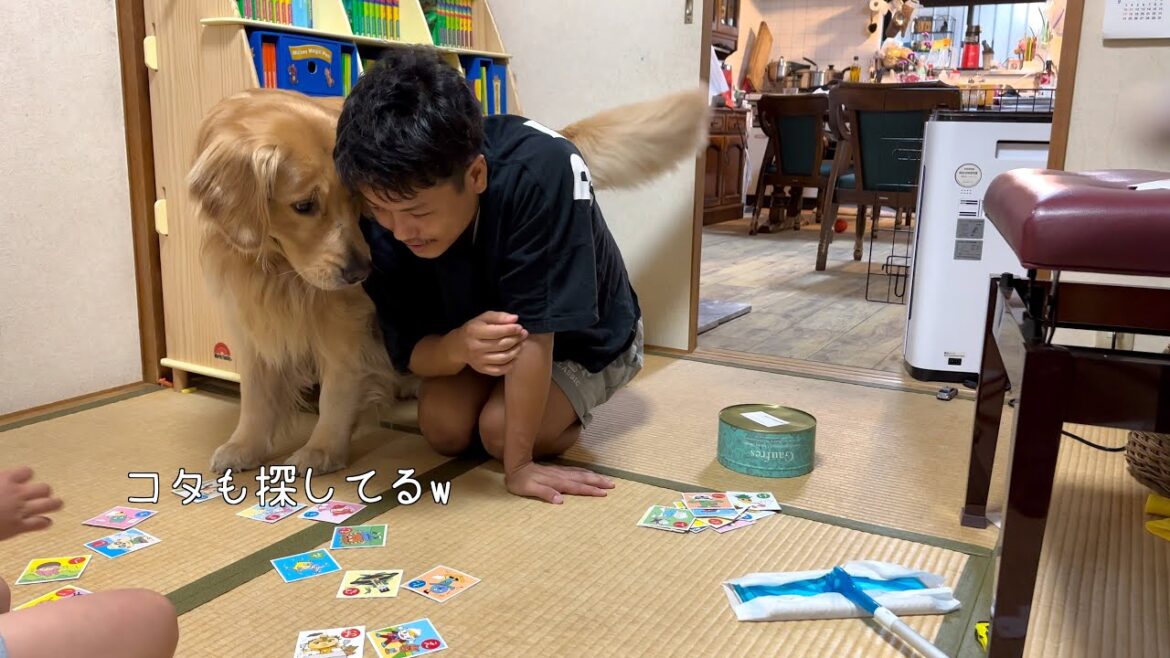 勝負の行方をちゃんと最後まで見届けるゴールデンレトリバー