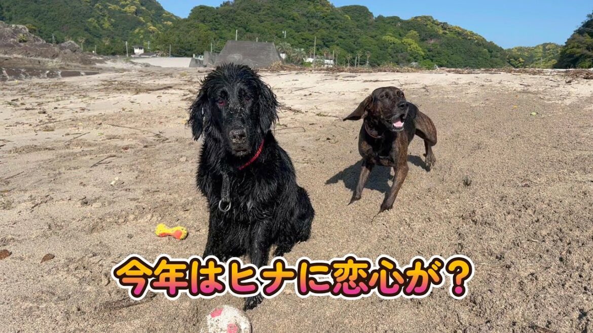 今年はヒナに恋心が？【フラットコーテッドレトリバー】latcoatedretriever