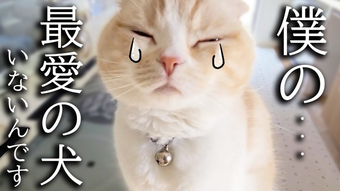 犬を預けたら寂しくて家中泣いて探し回る子猫がこちらです 犬を預けたら寂しくて家中泣いて探し回る子猫がこちらです