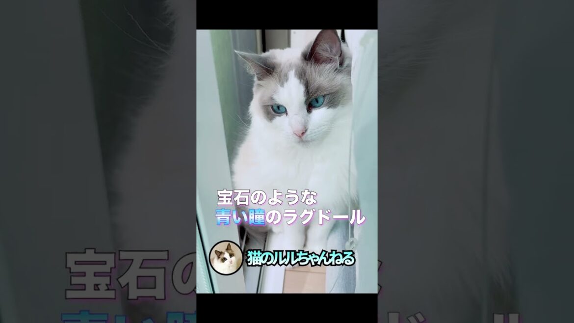 美しすぎるブルーの瞳#shorts #ラグドール #ragdoll