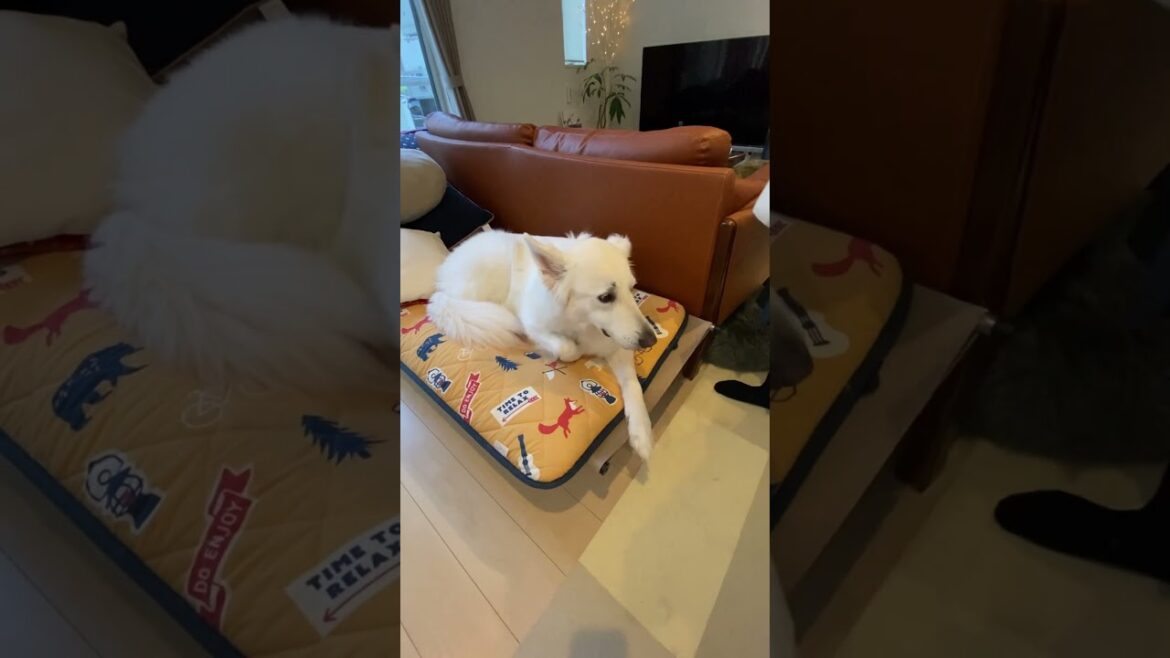 ホワイトシェパードのれお　お姉ちゃんのお出迎えは適当でいいと思ってるホワイトシェパード。#shorts