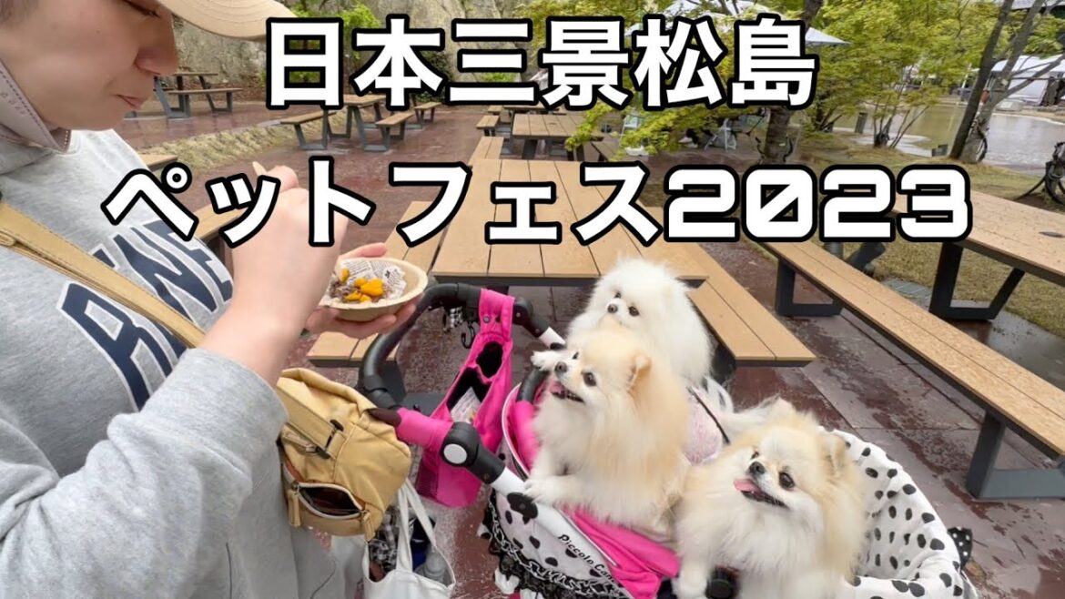 松島で犬のイベントがあったので観光も兼ねて遊びに行ってきました