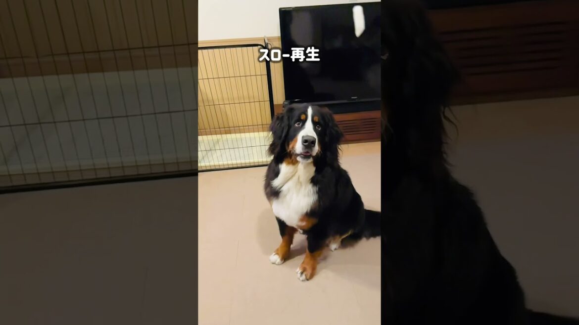 「おやつキャッチ」をするバーニーズマウンテンドッグ