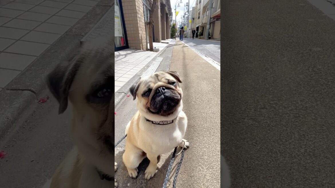 [パグ]笑顔っぽい🐶 #機嫌がいい  (smiling dog) #shorts