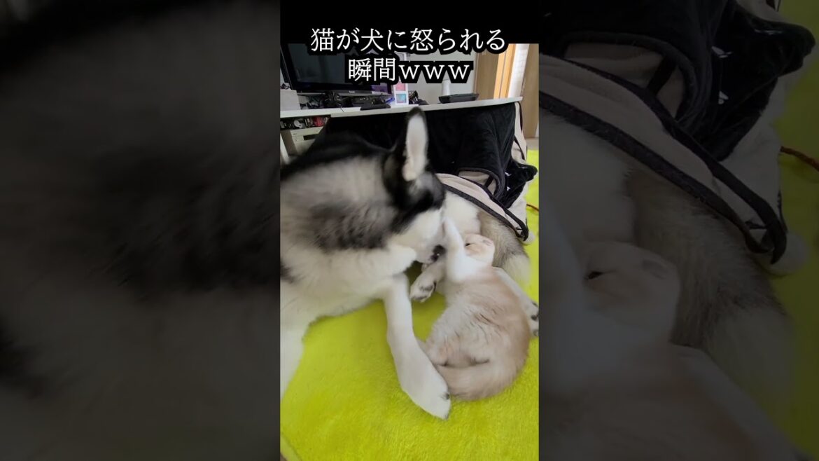 猫が犬にガチで怒られる瞬間...笑 #猫 #shorts