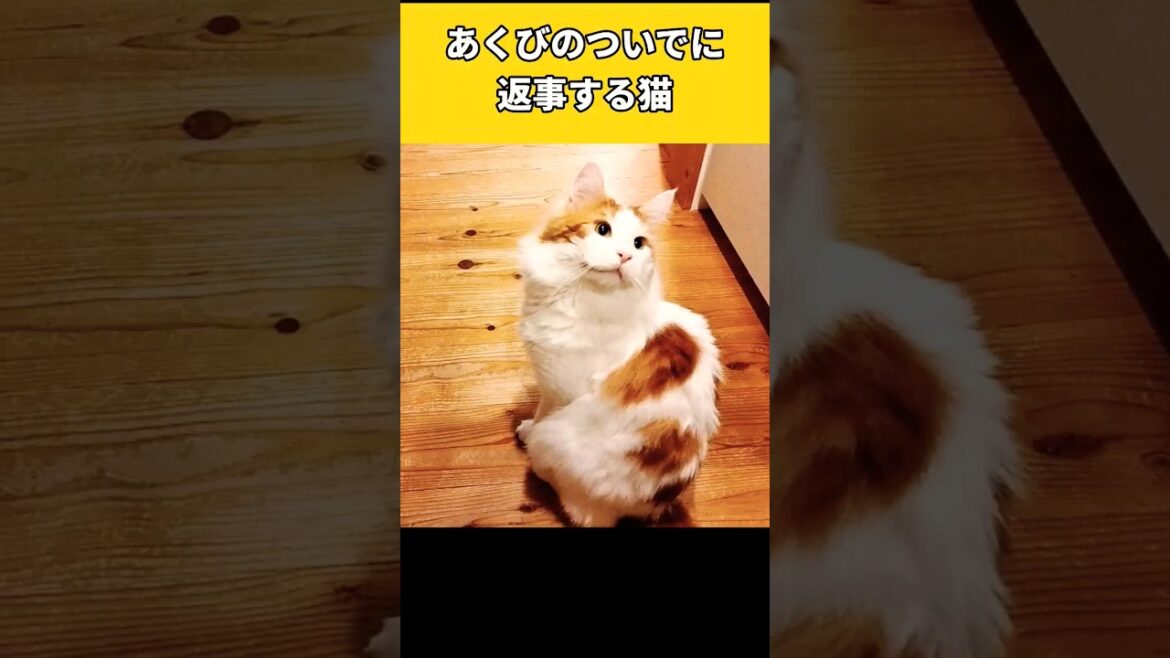 大型猫メインクーンの鳴き声 #shorts #cat #mainecoon #meow