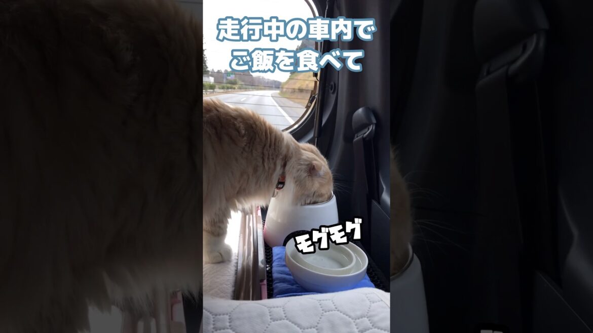 驚異的な心臓を持つ図太い猫 #shorts #猫 #スコティッシュフォールド 驚異的な心臓を持つ図太い猫 #shorts #猫 #スコティッシュフォールド