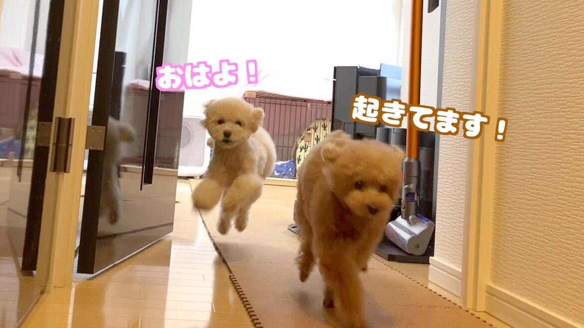見てない時にママが起きるとダッシュで慌てる愛犬たちが愛おしい