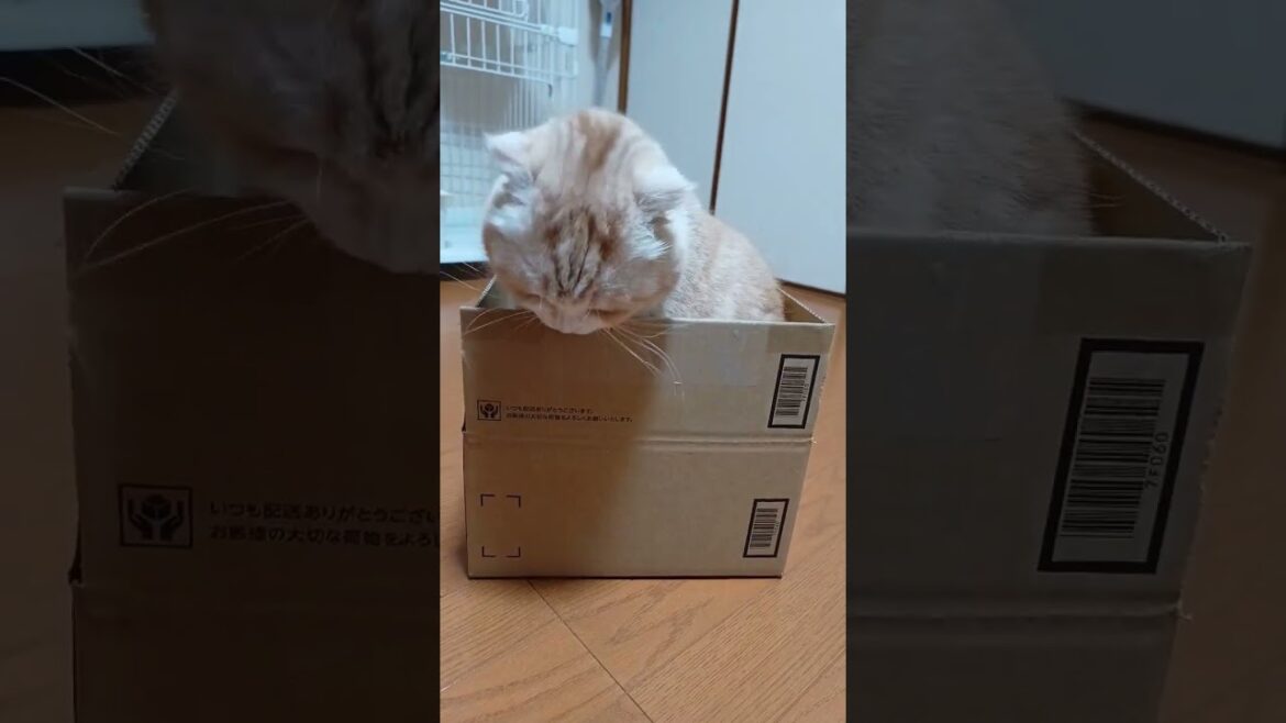 かわいい猫の行儀の悪さ！！#スコティッシュフォールド #shorts