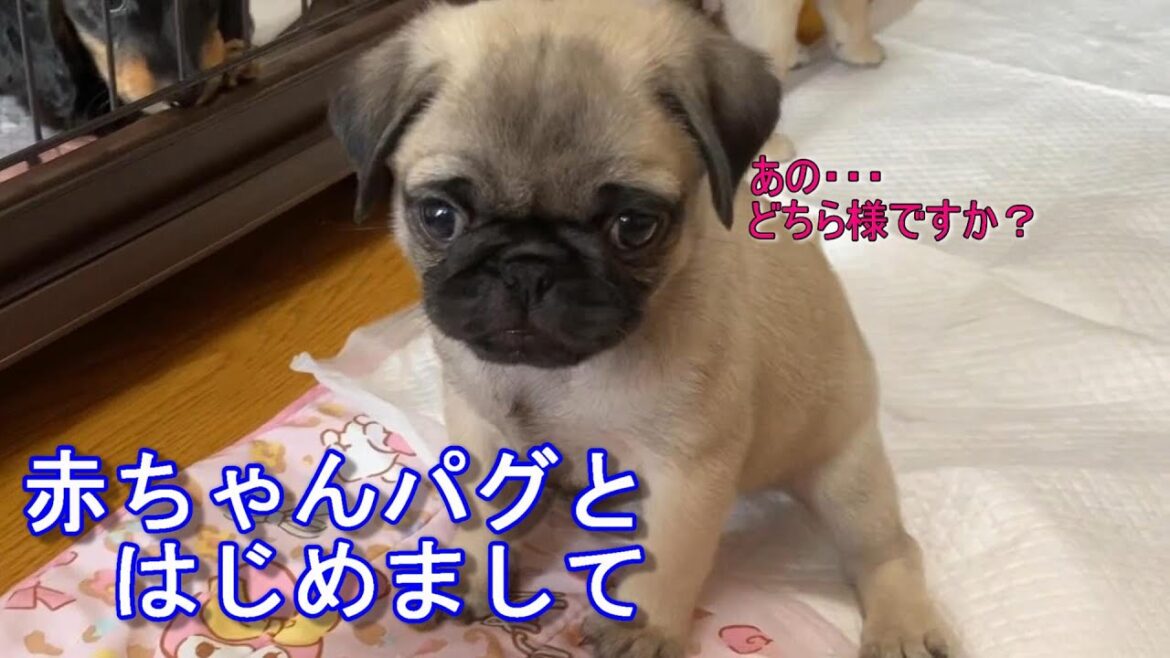 【パグの子犬】生後49日の赤ちゃんパグが可愛すぎる　[Pug 퍼그 ]