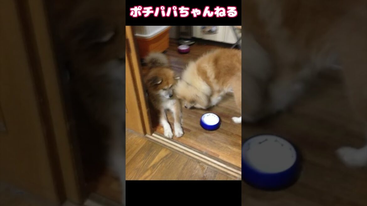 【ポチパパ】秋田犬リーダー大吉　#Shorts
