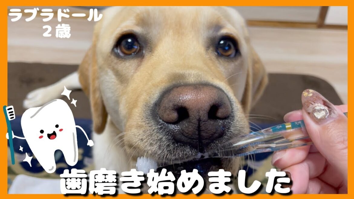 【ラブラドールレトリーバー】大型犬２歳　歯磨きトレーニング始めました