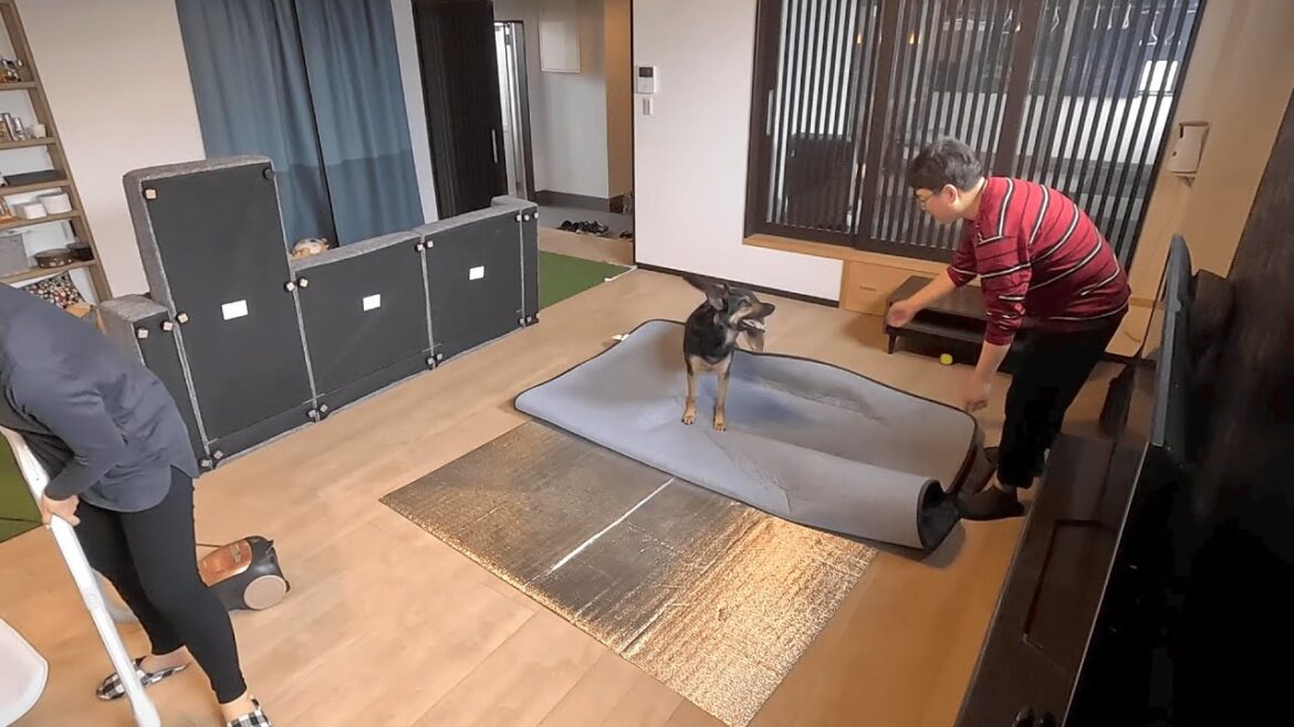 インテリアを衣替えしたいだけなのに・・・w【ジャーマンシェパード】 インテリアを衣替えしたいだけなのに・・・w【ジャーマンシェパード】