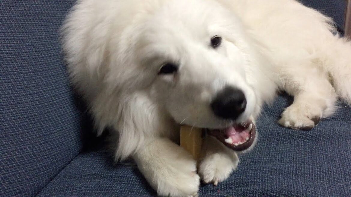 【グレートピレニーズ ・10ヶ月】ヒマラヤンドッグチューって? 【グレートピレニーズ ・10ヶ月】ヒマラヤンドッグチューって?