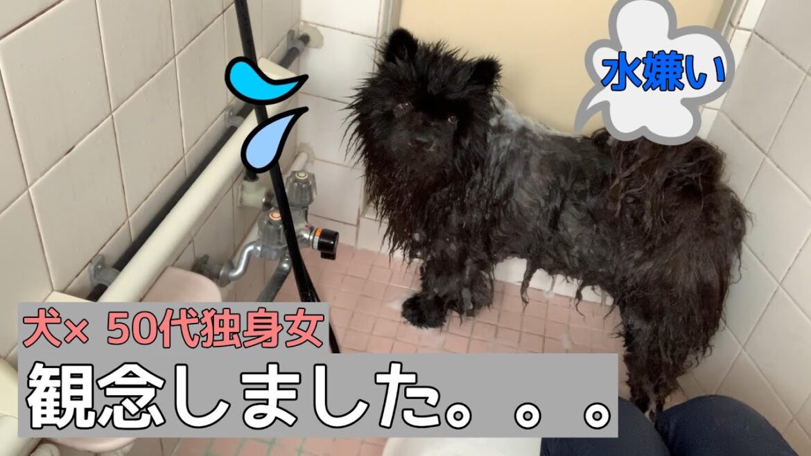 モフモフなチャウを自宅でお風呂。観念した顔が可愛いすぎる【犬×独身女】