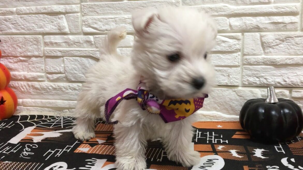ペットショップ 犬の家 近江八幡店 「ウエストハイランドホワイトテリア」「93619」