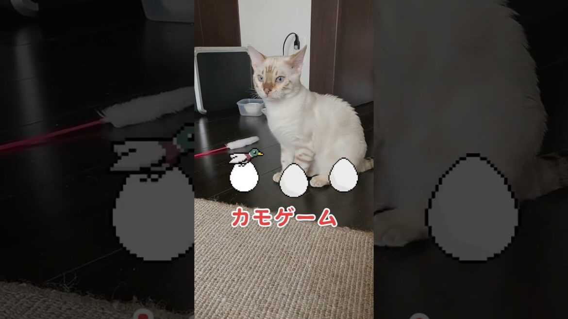 TikTokで流行ってるカモ？アヒルゲーム！　ホワイトベンガル　4ヶ月半　ベンガル子猫　ベンガル猫　鳥ゲーム　Eggstreme Duck Dash 2 #cat #bengalcat #ベンガル