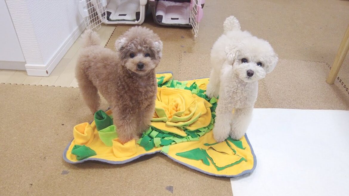 【教えてください】雨の日や、お家での遊び方を教えていただきたいです♪